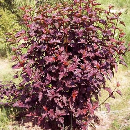 Пузыреплодник калинолистный Пурпуреа (Physocarpus opulifolius 'Purpurea')