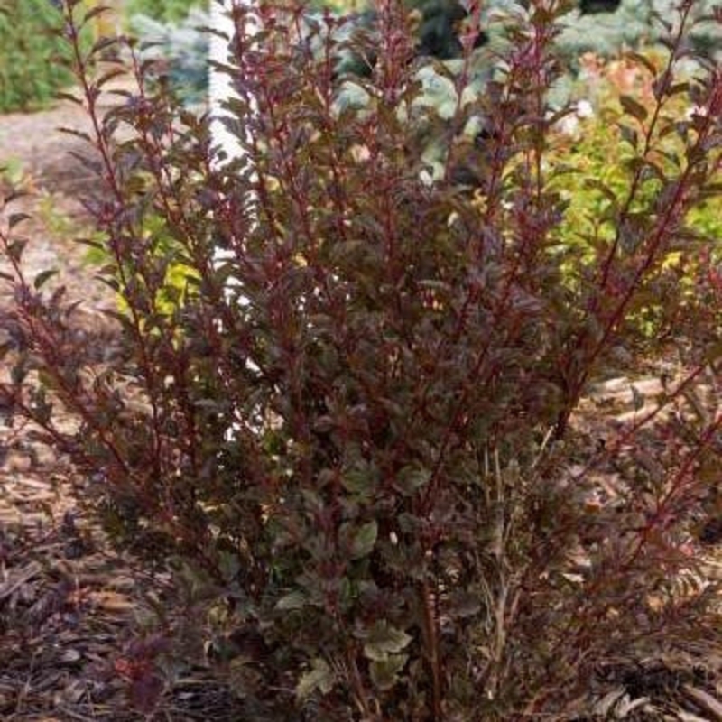 Пузыреплодник калинолистный Литтл Энджел (Physocarpus opulifolius 'Little Angel')