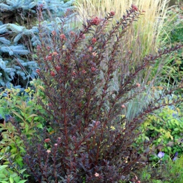 Пузыреплодник калинолистный Литтл Девил (Physocarpus opulifolius 'Little Devil')