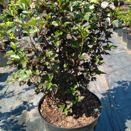 Пузыреплодник калинолистный Тайни Вайн (Physocarpus opulifolius 'Tiny Wine')