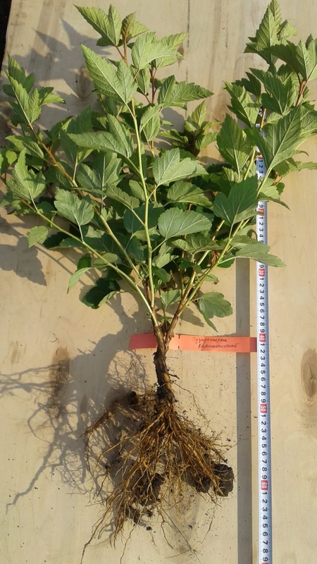 Пузыреплодник калинолистный (Physocarpus opulifolius)