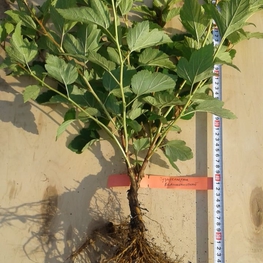 Пузыреплодник калинолистный (Physocarpus opulifolius)