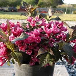 Вейгела цветущая Майнор Блэк (Weigela florida 'Minor Black')