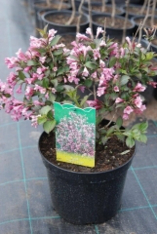 Вейгела цветущая Нана Пурпуреа (Weigela florida 'Nana Purpurea')