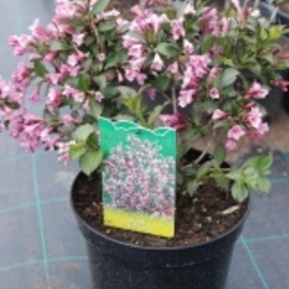 Вейгела цветущая Нана Пурпуреа (Weigela florida 'Nana Purpurea')