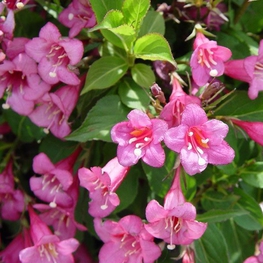 Вейгела цветущая Фолиис Пурпуреис (Weigela florida 'Foliis Purpureis')