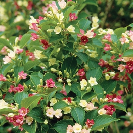 Вейгела цветущая Марджори (Weigela florida 'Marjorie')