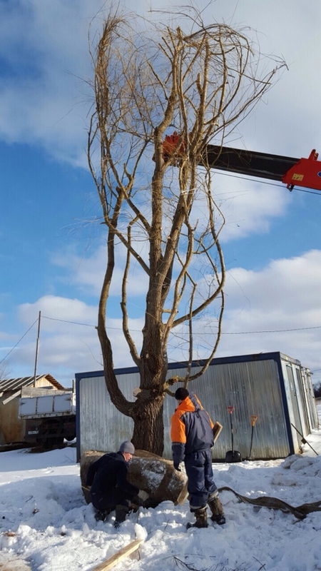 Ива белая (Salix alba)