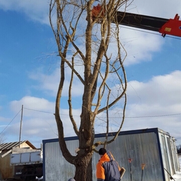 Ива белая (Salix alba)