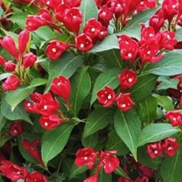 Вейгела цветущая Олл Саммер Ред (Weigela florida 'All Summer Red')