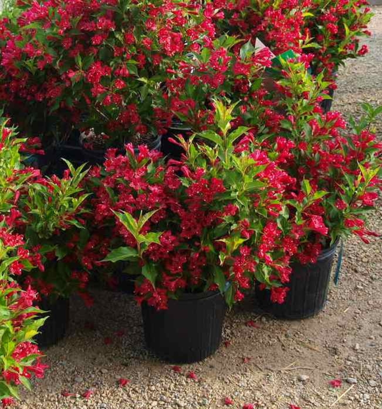 Вейгела цветущая Ред Принс (Weigela florida 'Red Prince')