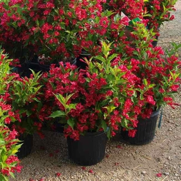 Вейгела цветущая Ред Принс (Weigela florida 'Red Prince')