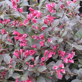 Вейгела цветущая Танго (Weigela florida 'Tango')