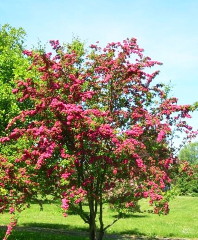 Боярышник куст Пауль Скарлет (Crataegus laevigata 'Paul's Scarlet')