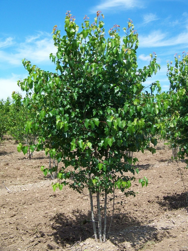 Боярышник Петушья шпора (Crataegus crus-galli)