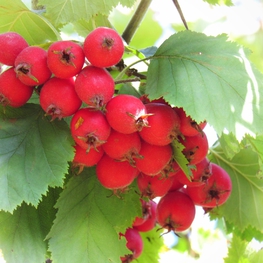 Боярышник Петушья шпора (Crataegus crus-galli)