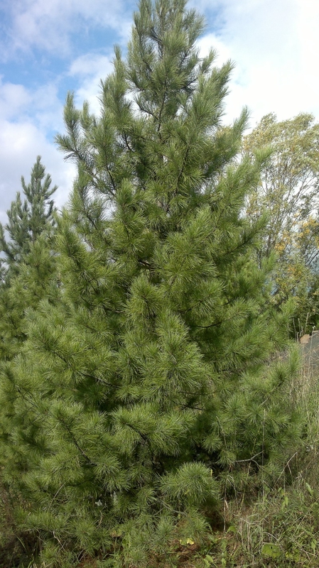 Кедр сибирский (Pinus sibirica)