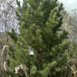Кедр сибирский (Pinus sibirica)