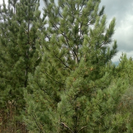 Кедр сибирский (Pinus sibirica)