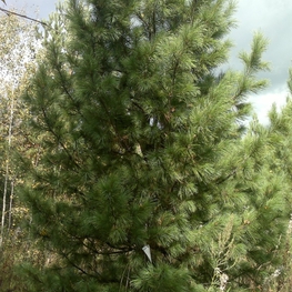 Кедр сибирский (Pinus sibirica)