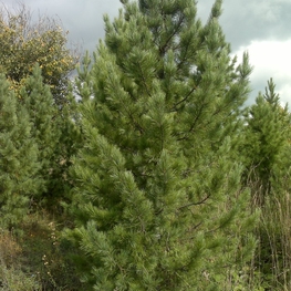 Кедр сибирский (Pinus sibirica)