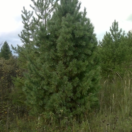 Кедр сибирский (Pinus sibirica)