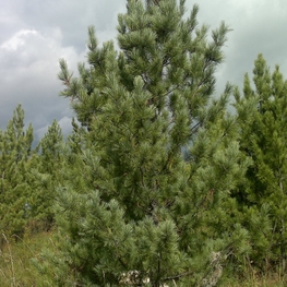 Кедр сибирский (Pinus sibirica)