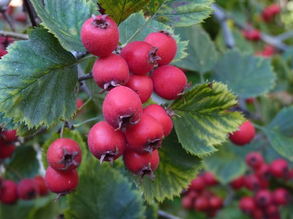 Боярышник Арнольда (Crataegus arnoldiana)