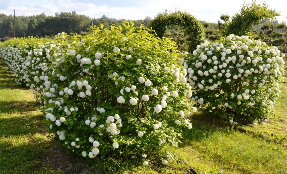 Калина обыкновенная Бульденеж (Viburnum opulus 'Roseum')