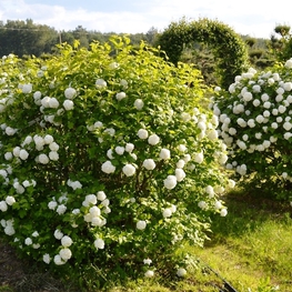 Калина обыкновенная Бульденеж (Viburnum opulus 'Roseum')