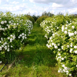 Калина обыкновенная Бульденеж (Viburnum opulus 'Roseum')