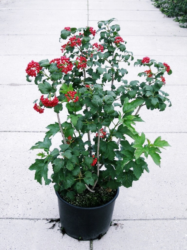 Калина обыкновенная Компактум (Viburnum opulus 'Compactum')