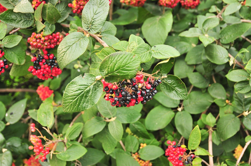Калина гордовина (Viburnum lantana)