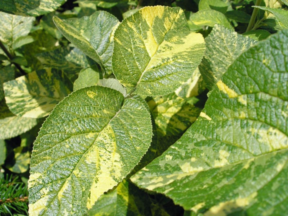 Калина гордовина Ауреовариегата (Viburnum lantana 'Aureovariegata')