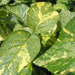 Калина гордовина Ауреовариегата (Viburnum lantana 'Aureovariegata')