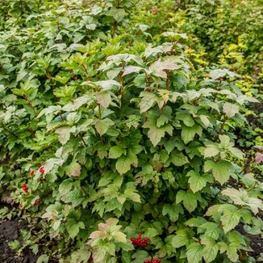 Калина обыкновенная Шукшинская (Viburnum opulus 'Szukszinskaja')