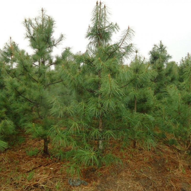 Кедр корейский (Pinus koraiensis)