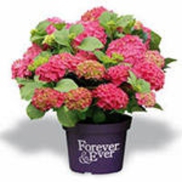 Гортензия крупнолистная (Hydrangea macrophylla)