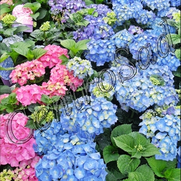 Гортензия крупнолистная (Hydrangea macrophylla)