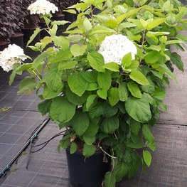Гортензия древовидная Аннабель (Hydrangea arborescens 'Annabelle')
