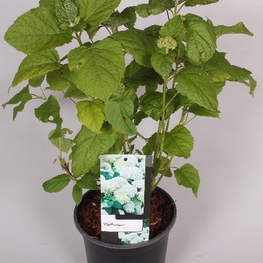 Гортензия древовидная Аннабель (Hydrangea arborescens 'Annabelle')