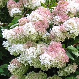 Гортензия метельчатая Грандифлора (Hydrangea paniculata 'Grandiflora')
