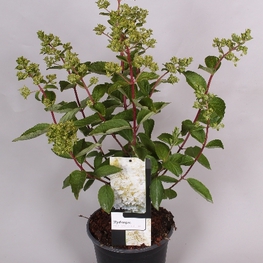 Гортензия метельчатая Грандифлора (Hydrangea paniculata 'Grandiflora')