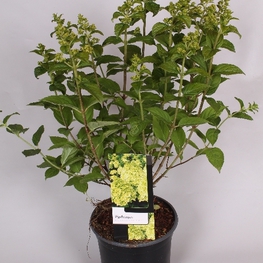 Гортензия метельчатая Лаймлайт (Hydrangea paniculata 'Limelight')