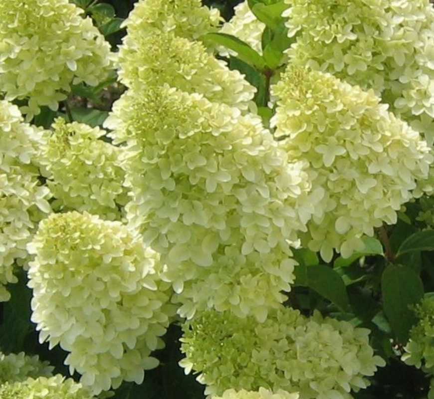 Гортензия метельчатая Мэджикал Кэндл (Hydrangea paniculata 'Magical Candle')