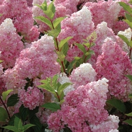 Гортензия метельчатая Ваниль Фрейз (Hydrangea paniculata 'Vanille Fraise')