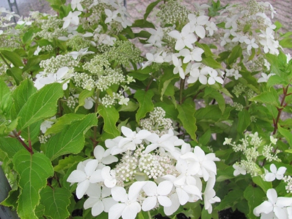 Гортензия метельчатая Уайт Леди (Hydrangea paniculata 'White Lady')