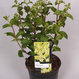 Гортензия метельчатая Сильвер Доллар (Hydrangea paniculata 'Silver Dollar')