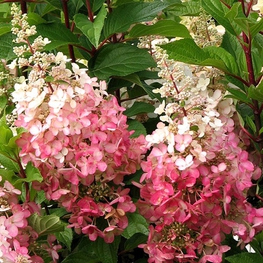 Гортензия метельчатая Пинки Винки (Hydrangea paniculata 'Pinky Winky')
