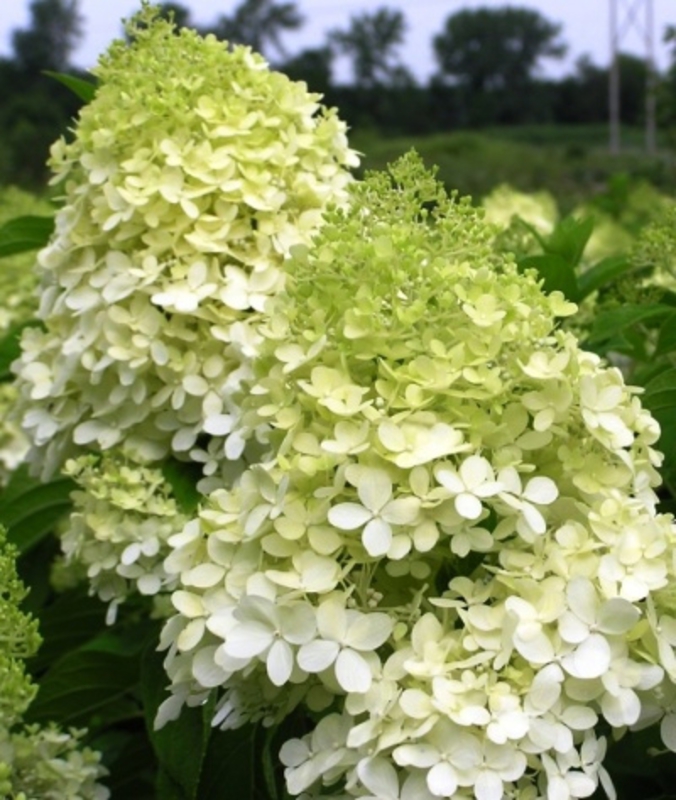Гортензия метельчатая Фантом (Hydrangea paniculata 'Phantom')